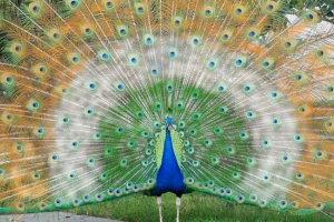 Національні птахи різних країн: фото та опис Національні птахи різних країн: фото та опис